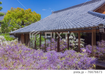 京都の藤　妙心寺長慶院 76676673