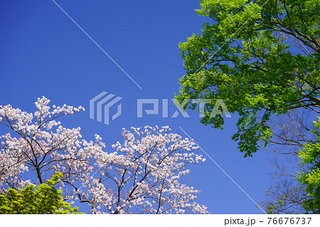 京都木津川市・高麗寺跡（こまでらあと）5 76676737