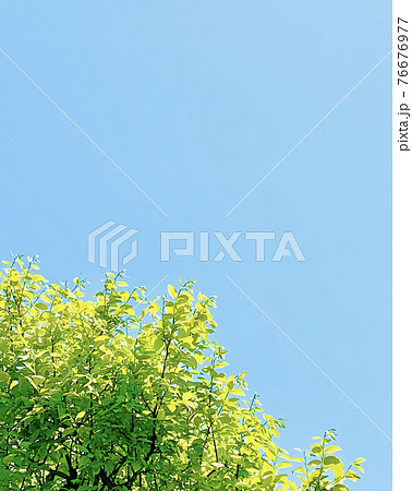 新緑の柿の木と青い空 76676977