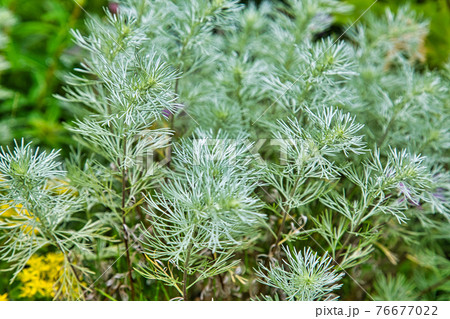 白山高山植物園 白山高山植物園 76677022