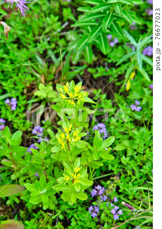 白山高山植物園 白山高山植物園 76677023