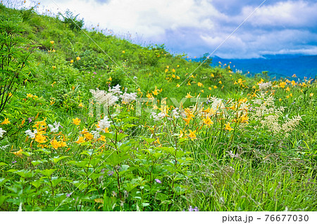白山高山植物園 76677030