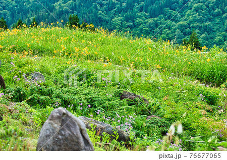 白山高山植物園 白山高山植物園 76677065