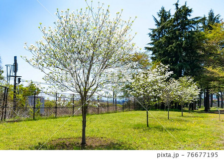 東京都瑞穂町 みずほエコパーク ハナミズキと青空 東京都瑞穂町 みずほエコパーク ハナミズキと青空 76677195