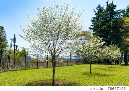 東京都瑞穂町 みずほエコパーク ハナミズキと青空 東京都瑞穂町 みずほエコパーク ハナミズキと青空 76677196