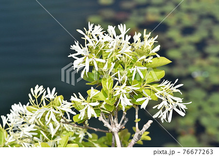 池の水面が背景のヒトツバタゴの花の写真素材