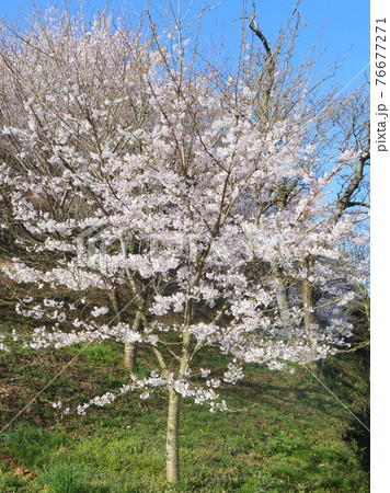 満開の桜 満開の桜 76677271