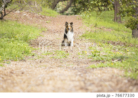 ウッドチップの道でお座りをする犬　シェルティ　ペット 76677330