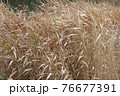 Dry reed in nature. 76677391