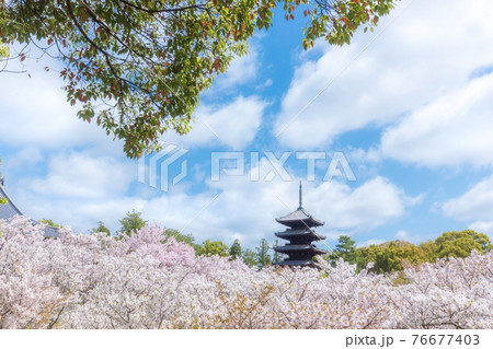 京都　仁和寺の御室桜 76677403