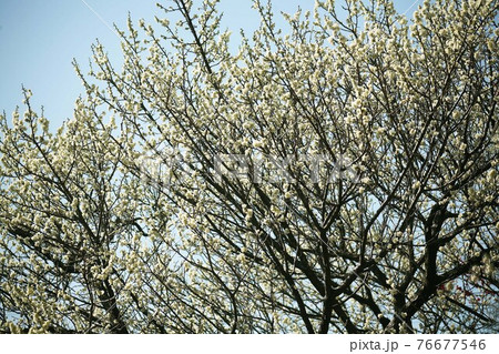 梅・月の桂　薄黄色の花 76677546