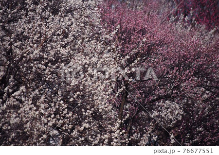 梅・白加賀と見驚　白と薄紅色の花 76677551