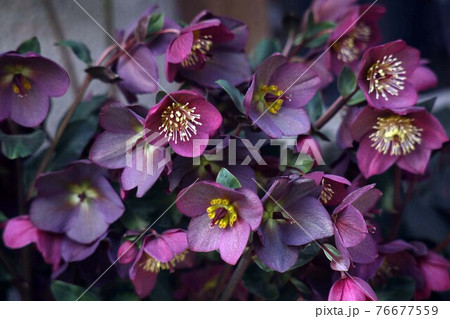 クリスマスローズ 紅紫色の花の写真素材 [76677559] - PIXTA