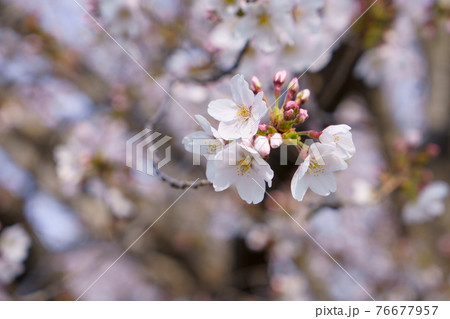 桜 波志江沼環境ふれあい公園 桜 波志江沼環境ふれあい公園 76677957