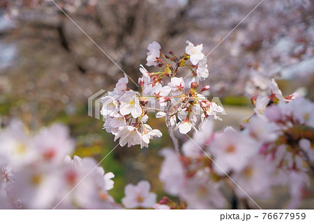 桜 波志江沼環境ふれあい公園 桜 波志江沼環境ふれあい公園 76677959