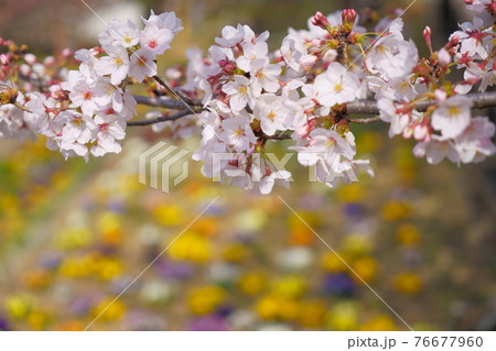 桜 波志江沼環境ふれあい公園 桜 波志江沼環境ふれあい公園 76677960