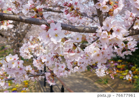桜 波志江沼環境ふれあい公園 桜 波志江沼環境ふれあい公園 76677961