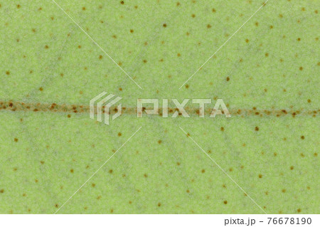 植物・ナワシログミの若葉と葉脈 76678190