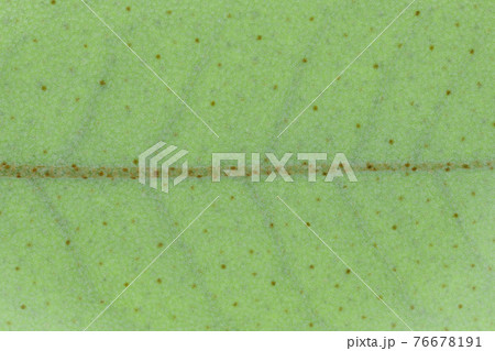 植物・ナワシログミの若葉と葉脈 76678191