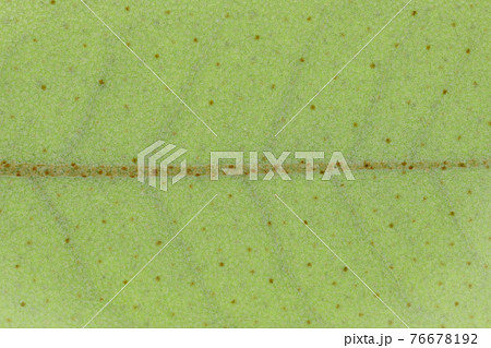 植物・ナワシログミの若葉と葉脈 76678192