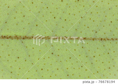 植物・ナワシログミの若葉と葉脈 76678194