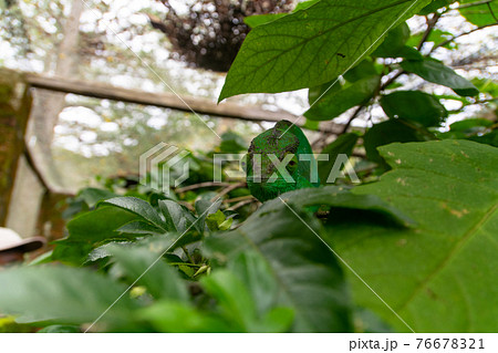 マダガスカルのパンサーカメレオン (Purcifer pardalis) マダガスカルのパンサーカメレオン (Purcifer pardalis) 76678321