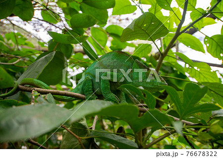 マダガスカルのパンサーカメレオン (Purcifer pardalis) 76678322