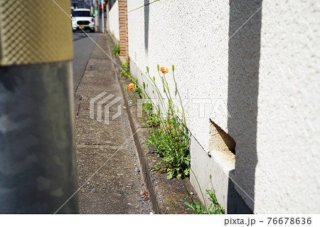 ナガミヒナゲシ 76678636