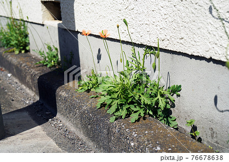 ナガミヒナゲシ ナガミヒナゲシ 76678638