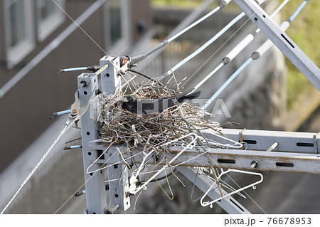 電柱のカラスの巣 電柱のカラスの巣 76678953