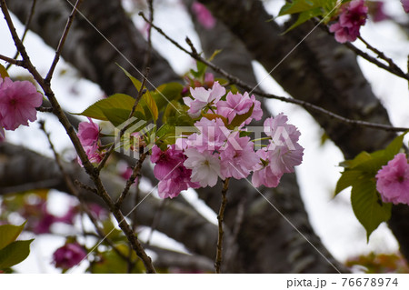 濃いピンクの八重桜 濃いピンクの八重桜 76678974