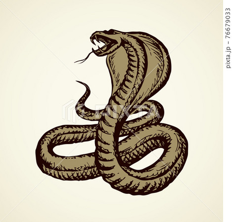 King cobra sketch snake tattoo style Royalty Free Vector