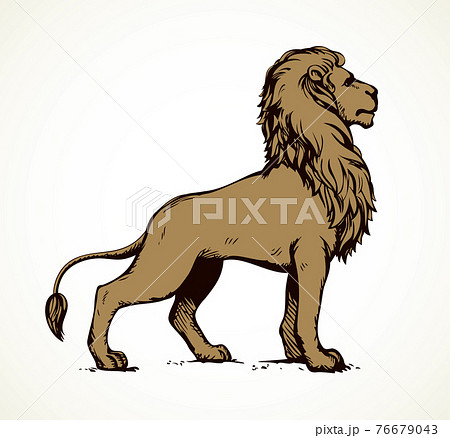 Lion Vector Drawingのイラスト素材