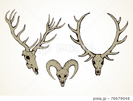 Skull of ox. Vector drawingのイラスト素材 [76679048] - PIXTA