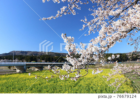 鳴子川渡の桜と菜の花畑 鳴子川渡の桜と菜の花畑 76679124