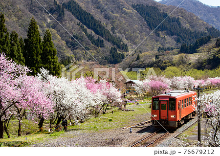 満開の花桃の里駅を出発する気動車 満開の花桃の里駅を出発する気動車 76679212