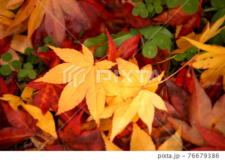 カタバミの上に落ちた赤と黄色の紅葉の葉 76679386