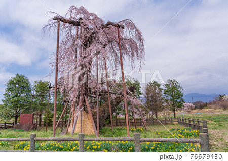 （山梨県北杜市）神田の大糸桜 76679430