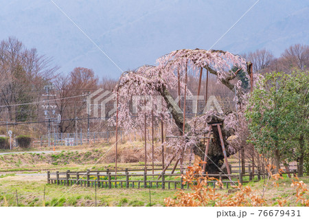 （山梨県北杜市）神田の大糸桜 76679431