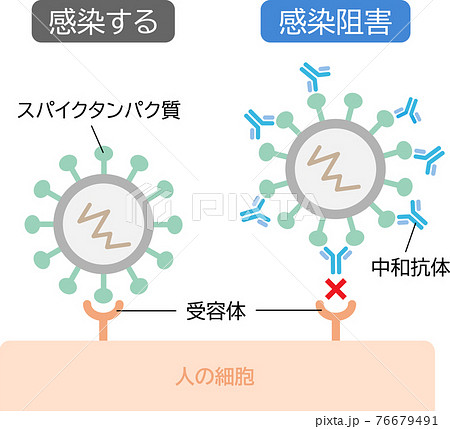 中和抗体 感染症を防ぐのイラスト素材