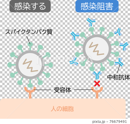 中和抗体 感染症を防ぐ 中和抗体 感染症を防ぐ 76679491