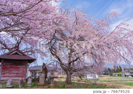 （山梨県北杜市）神田の糸桜（子木）　道祖神 76679520