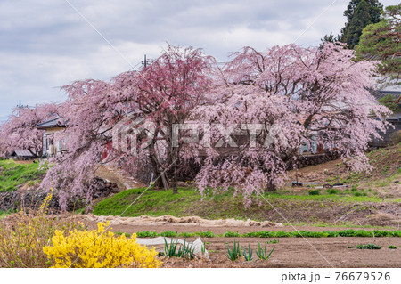 （山梨県北杜市）神田の糸桜（子木） 76679526