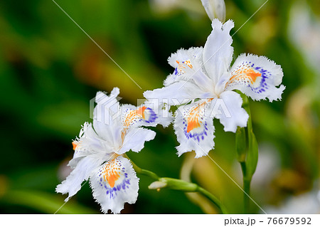 シャガ シャガ 76679592