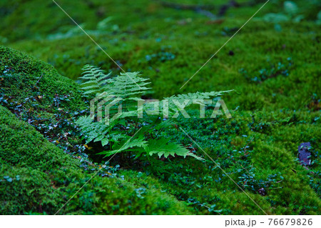 白山平泉寺ー苔寺 76679826