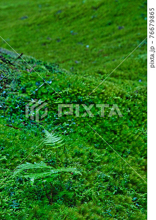 白山平泉寺ー苔寺 76679865