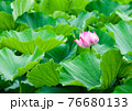 青々とした葉に囲まれて咲いている蓮の花 76680133