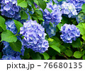 てまり咲きの紫陽花 76680135