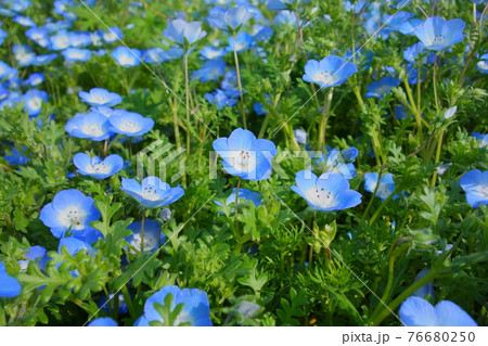 春に咲く青いネモフィラの花 春に咲く青いネモフィラの花 76680250