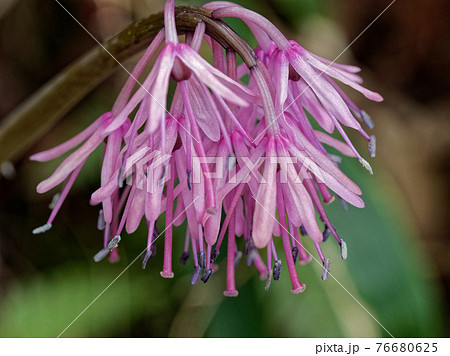 ショウジョウバカマ開花 ショウジョウバカマ開花 76680625